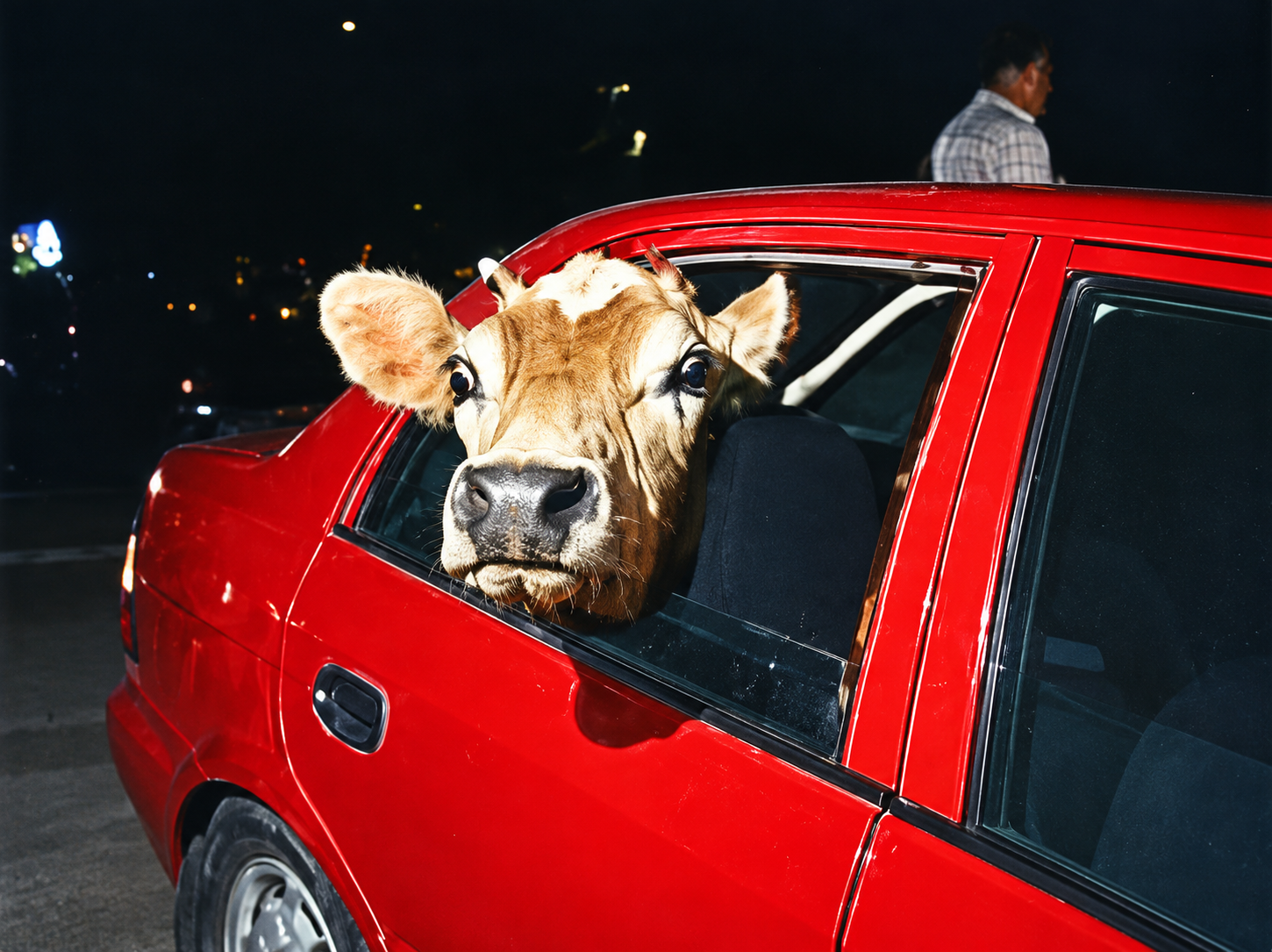 Cover art for The Cow who Wanted to be a Queen